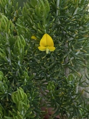 Aspalathus sanguinea