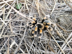 Brachypelma hamorii