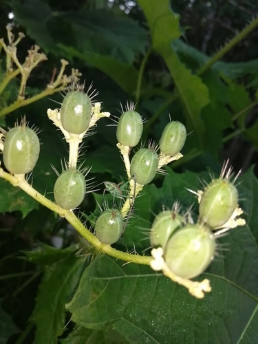 Cnidoscolus aconitifolius