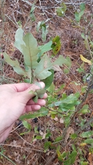 Quercus incana