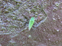 Xerophloea