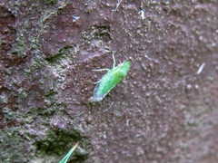 Xerophloea