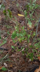 Quercus incana