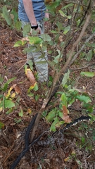 Quercus incana