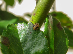 Psyllobora bicongregata