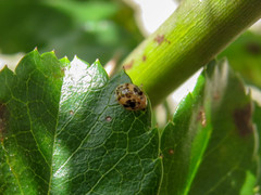 Psyllobora bicongregata