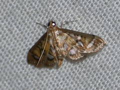 Pseudopyrausta marginalis