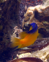 Stegastes leucostictus