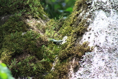 Adolfus kibonotensis