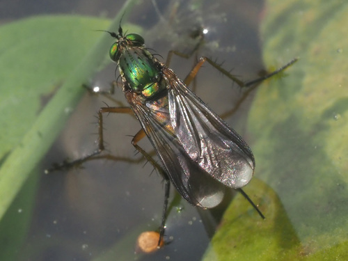 Semaphore Fly, photo 2 of 10