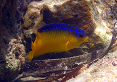 Stegastes leucostictus
