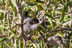 Curruca melanocephala