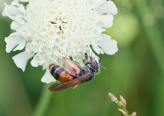Andrena hattorfiana