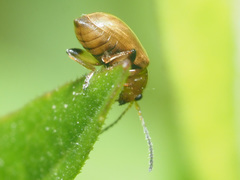 Aphthona lutescens