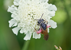 Andrena hattorfiana