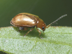 Aphthona lutescens