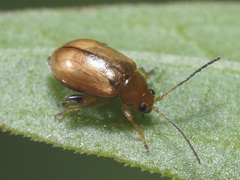 Aphthona lutescens