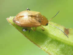 Aphthona lutescens