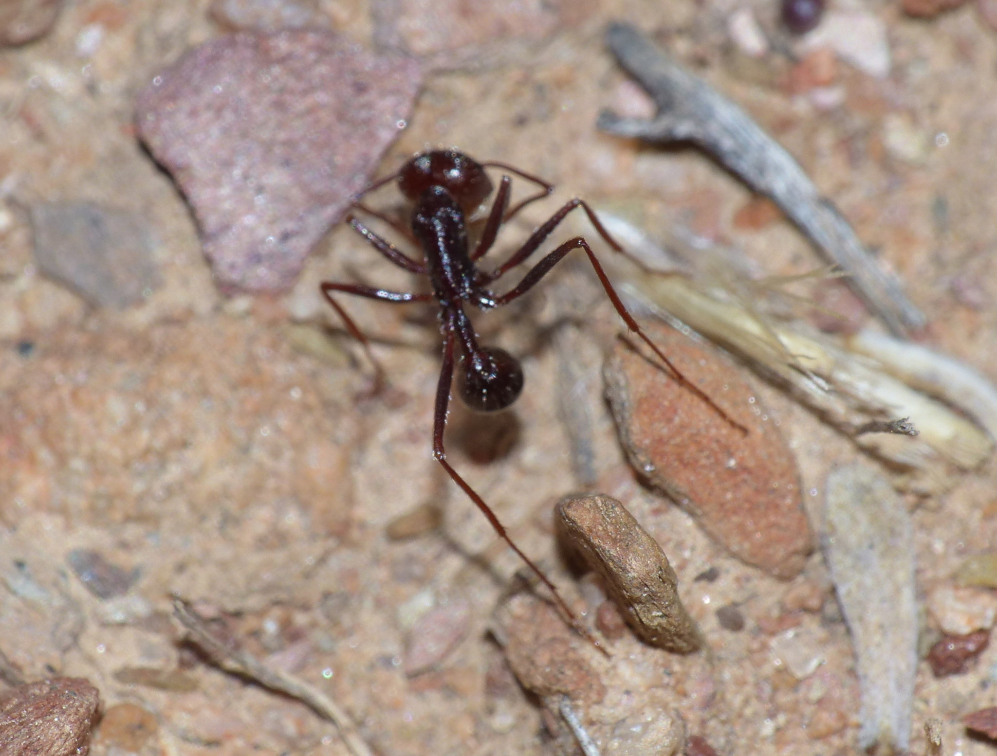 Ocymyrmex
