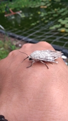 Hypercompe abdominalis