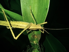 Teleutias