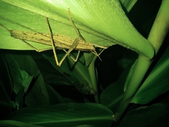 Teleutias