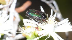 Leucocelis adspersa adspersa