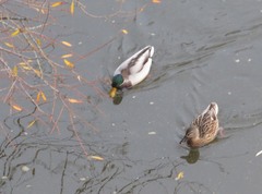 Anas platyrhynchos