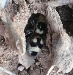 Dasymutilla sicheliana
