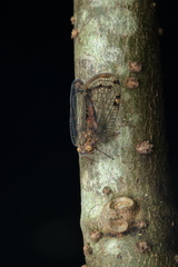 Fulgoromorpha