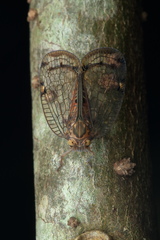 Fulgoromorpha