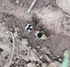 Dasymutilla sicheliana