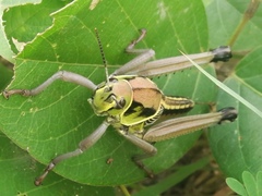 Brachystola behrensii
