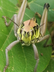 Brachystola behrensii