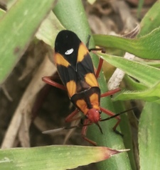 Oncopeltus guttaloides