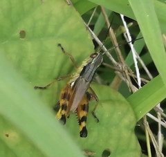 Boopedon flaviventris