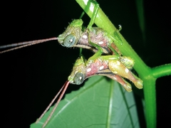 Syntomacris guttulosa