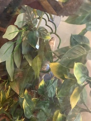 Correlophus ciliatus