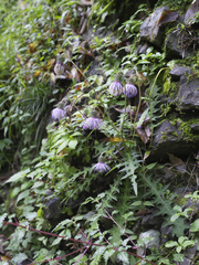 Cirsium tashiroi