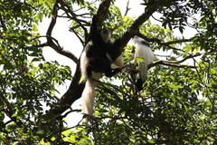 Colobus caudatus