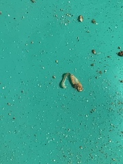 Glossosomatinae