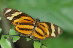 Eresia ithomioides alsina