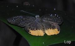 Mooreana trichoneura