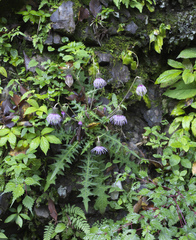 Cirsium tashiroi