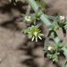 Mesembryanthemum granulicaule - Photo (c) Sally Adam, algunos derechos reservados (CC BY-NC), subido por Sally Adam