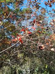 Rhododendron flammeum