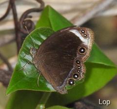 Mycalesis anaxias