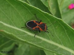 Lygaeus kalmii angustomarginatus