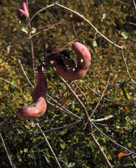 Pistacia terebinthus palaestina