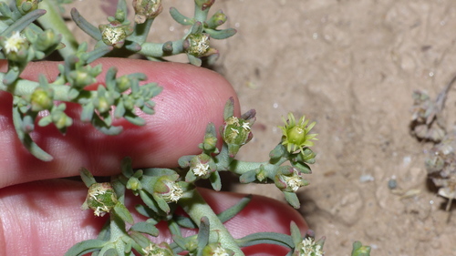 Mesembryanthemum granulicaule 4